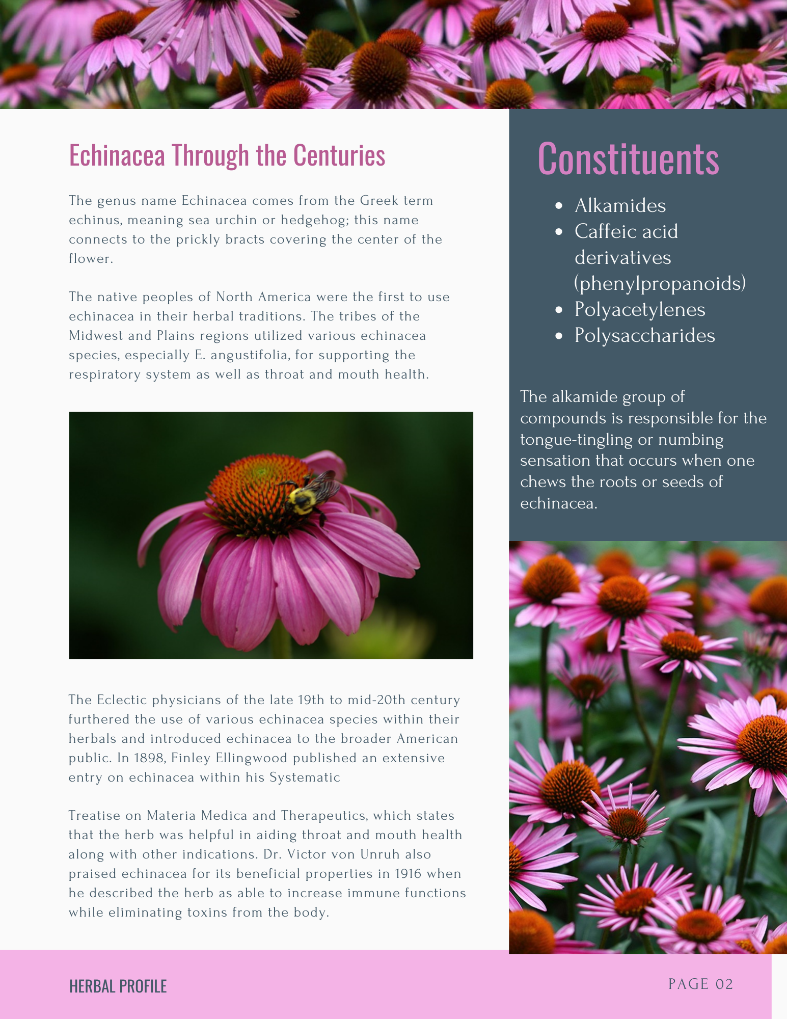 Echinacea herbal profile, page 2