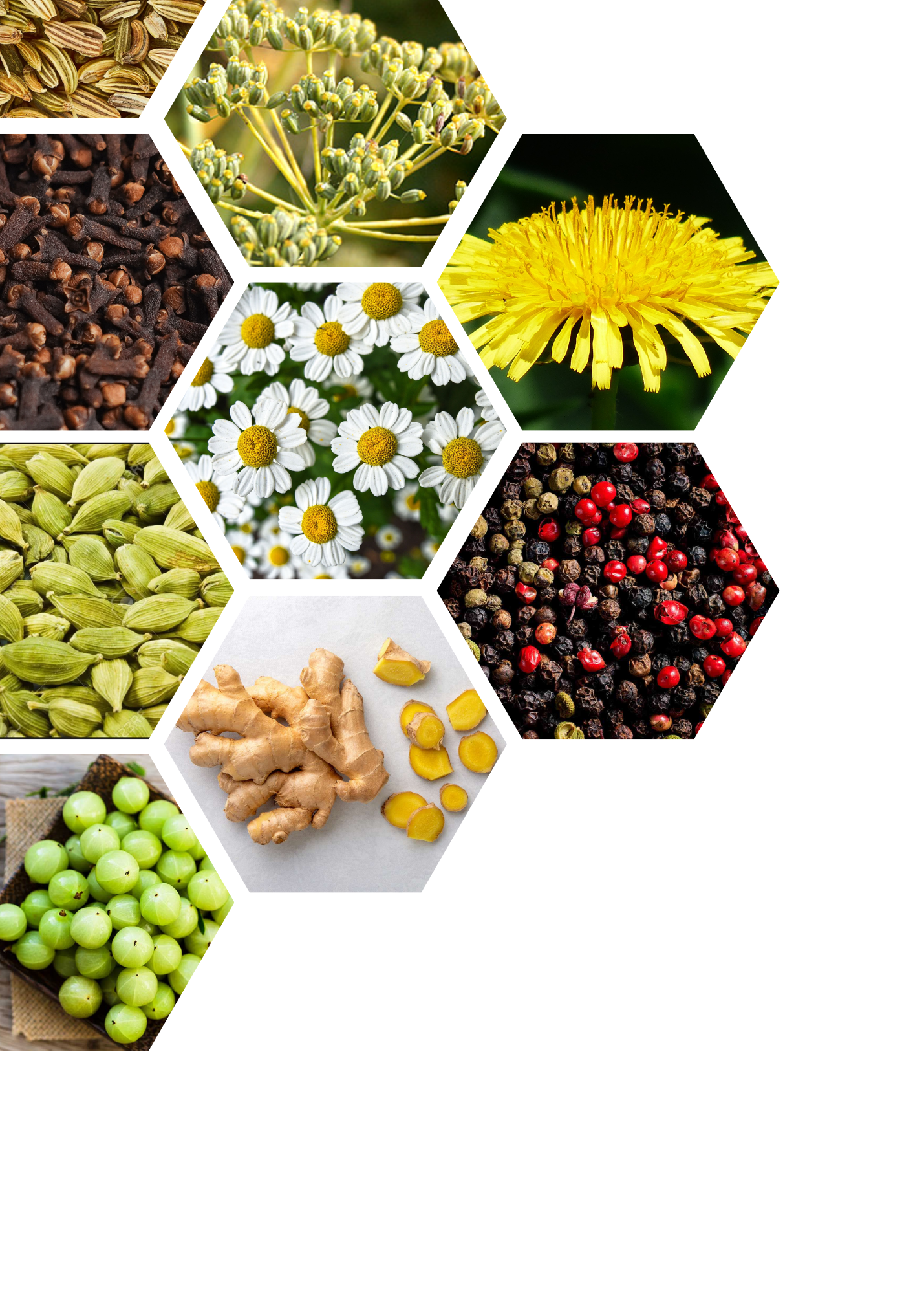 A collage of herbs, spices, and medicinal flowers